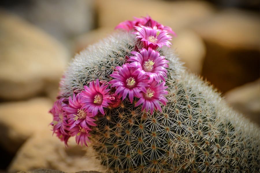 Cactus Flowers: Varieties and Care Guide