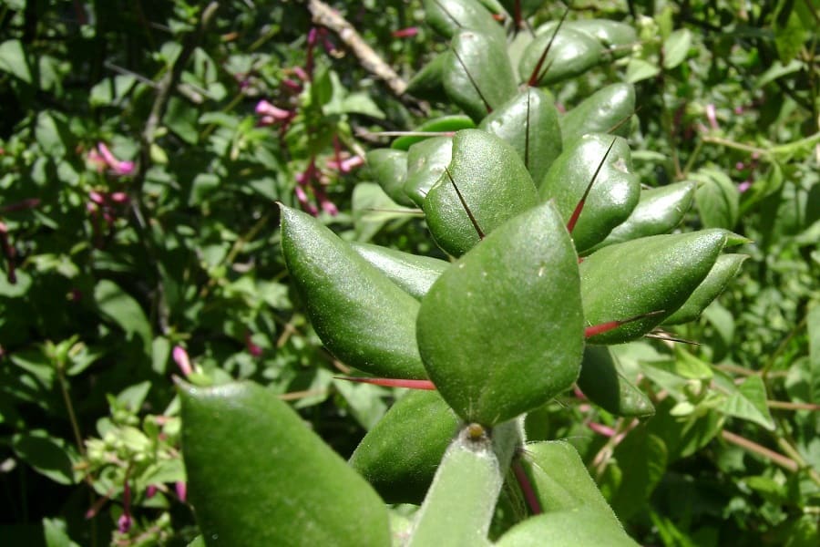 pereskiopsis cactus with leaves