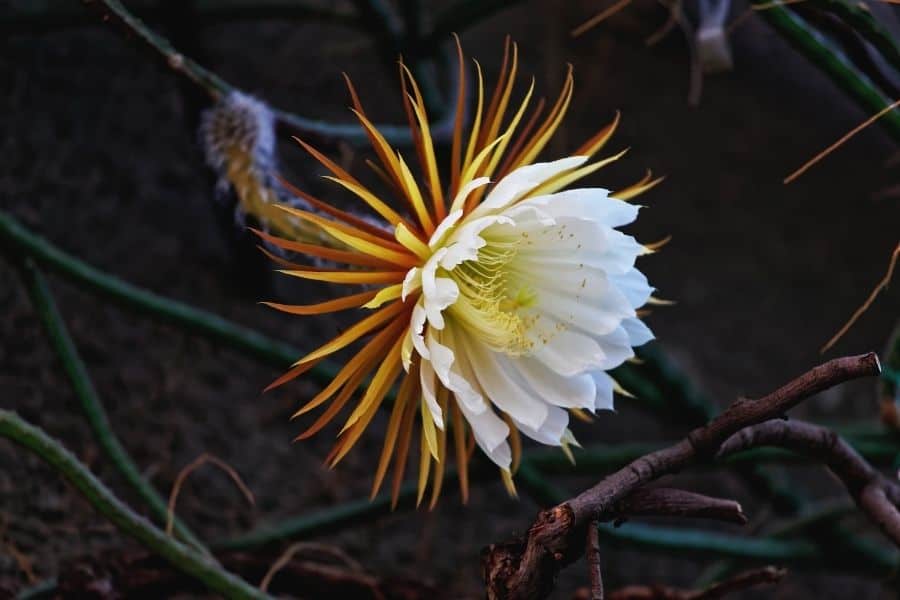 selenicereus moonlight cactus