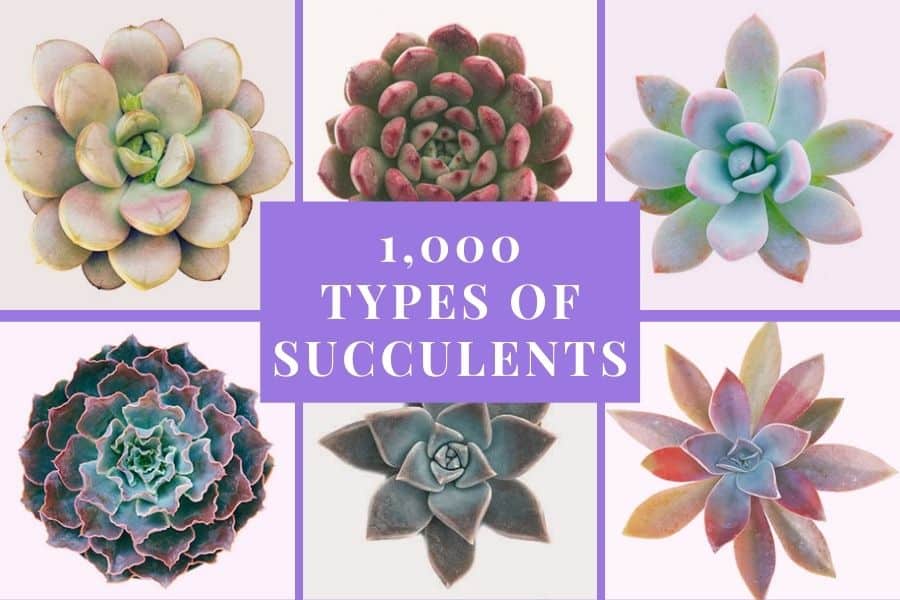 types of succulents with pictures