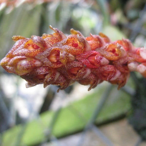 bulbophyllum crassipes