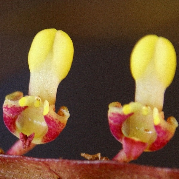 bulbophyllum falcatum