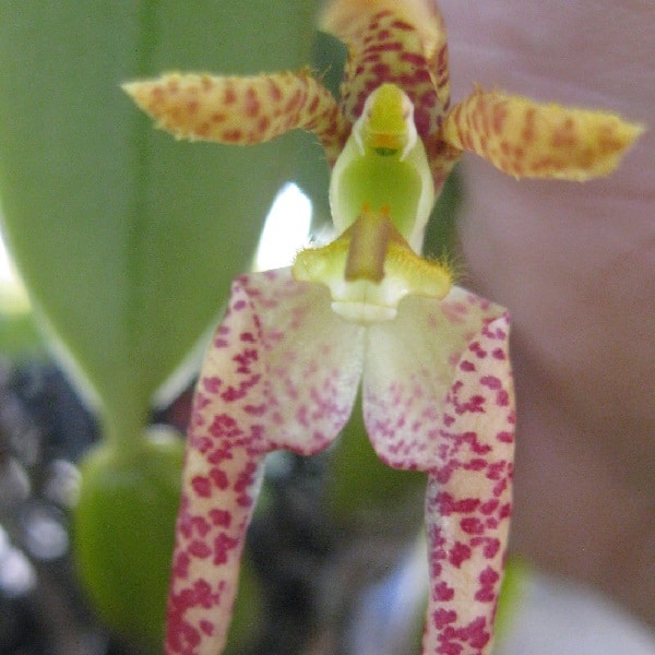 Bulbophyllum 'liberty Smile' Selection Yellow orchidée orchidées 