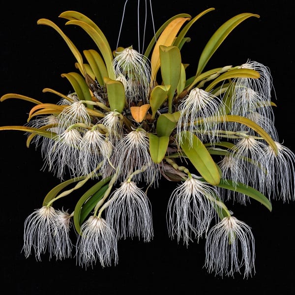 bulbophyllum medusae