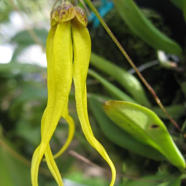 Bulbophyllum chrysendetum ``miniature orchidee´´ 