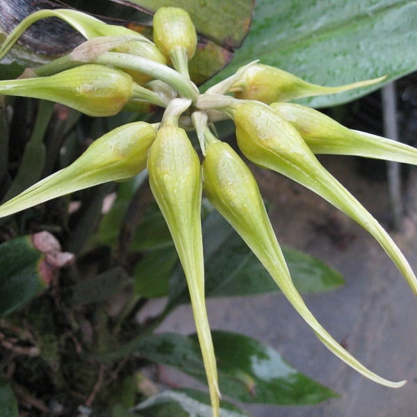 bulbophyllum virescens