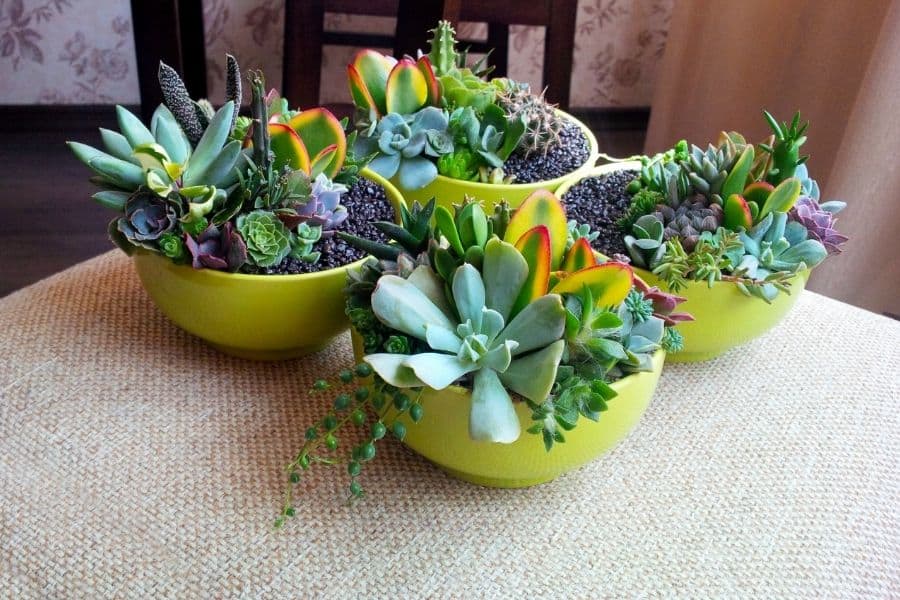 bright succulents in bowls