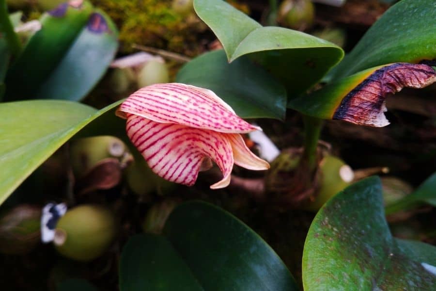 bulbophyllum plant