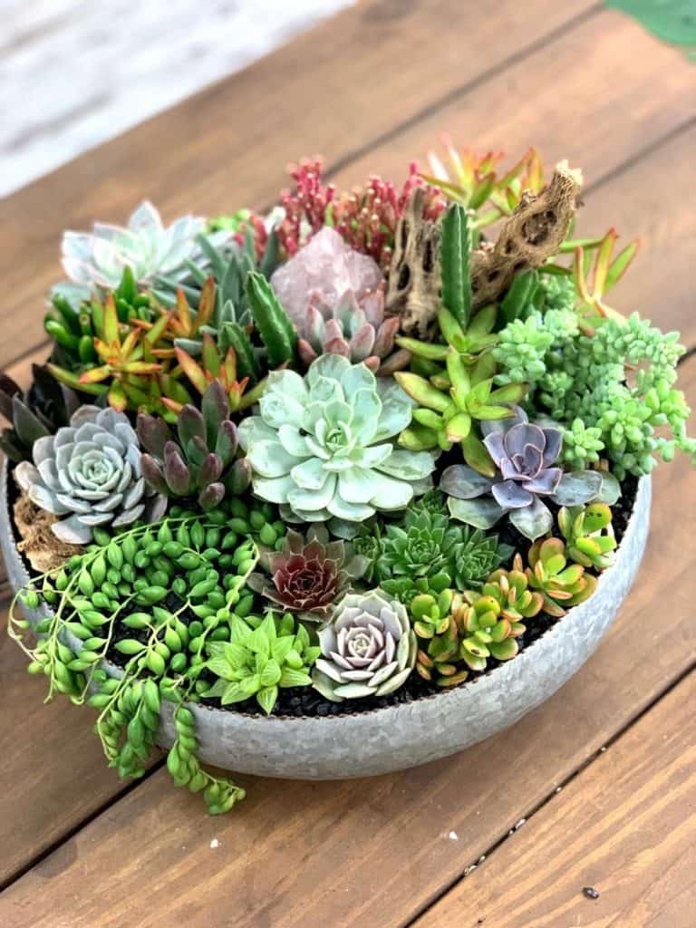 colorful succulent bowl