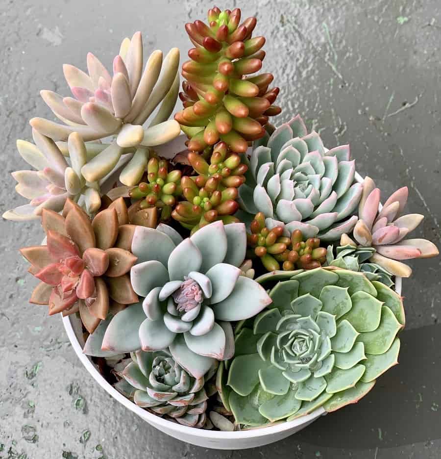 crowded succulent bowl