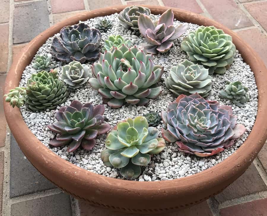 echeveria succulent bowl