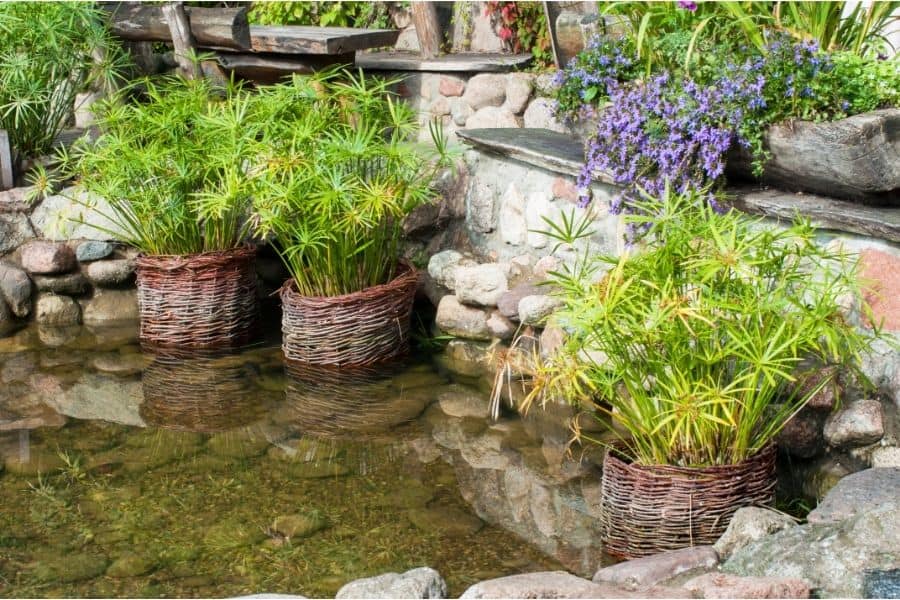 garden pond