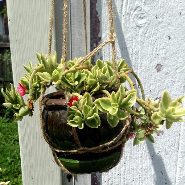 hanging aptenia cordifolia succulent