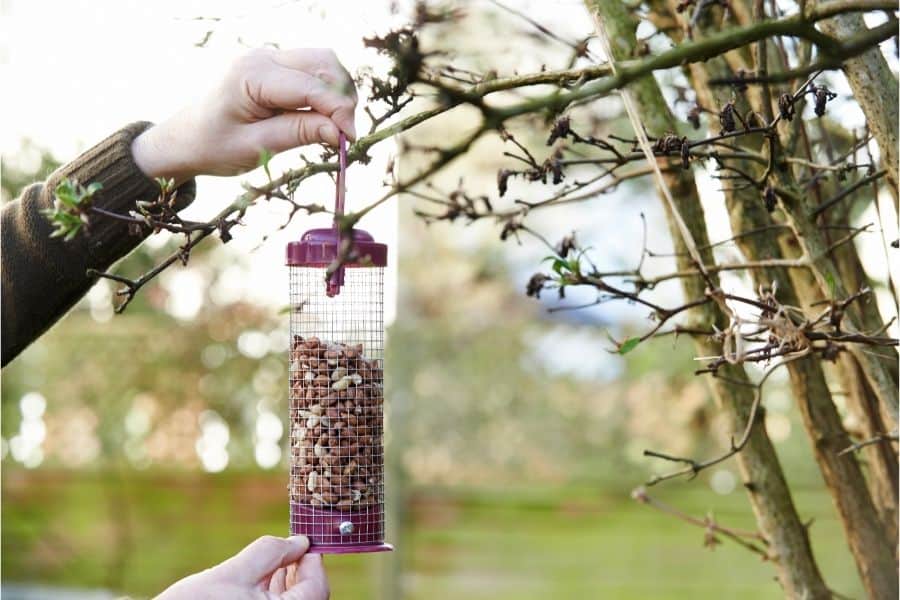 hanging bird feeder in garden