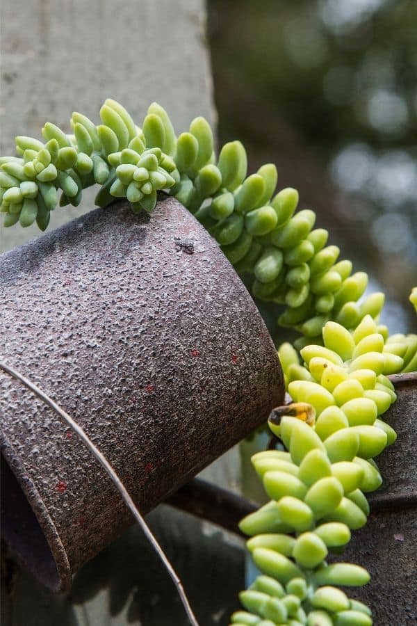 hanging burros tail