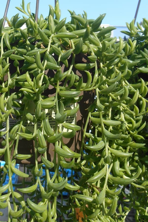 hanging string of bananas plant