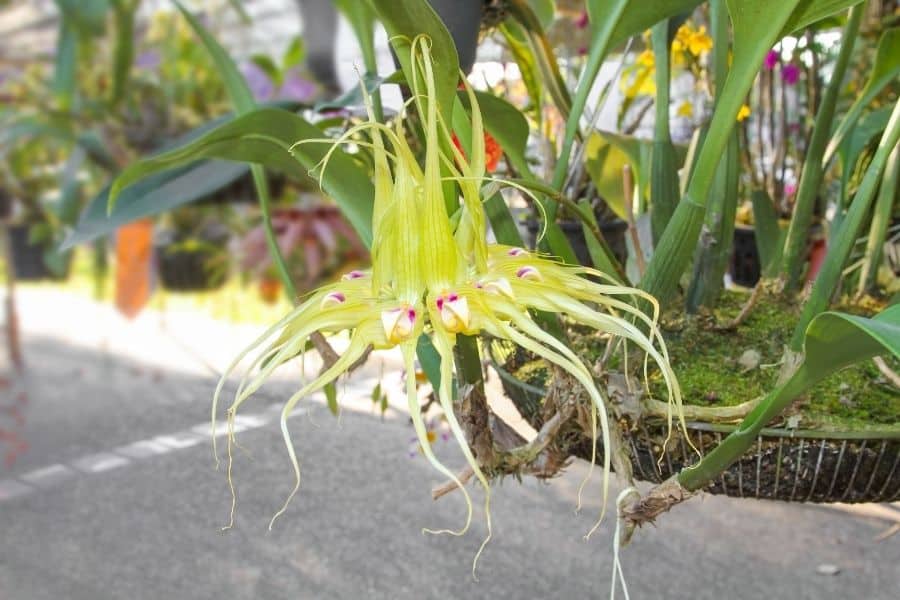 how do you grow bulbophyllum orchids