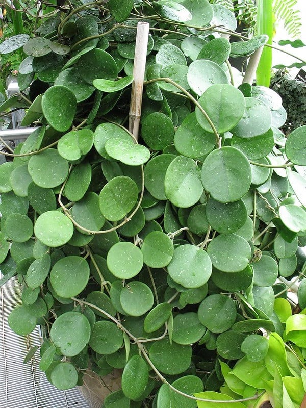 hoya obovata