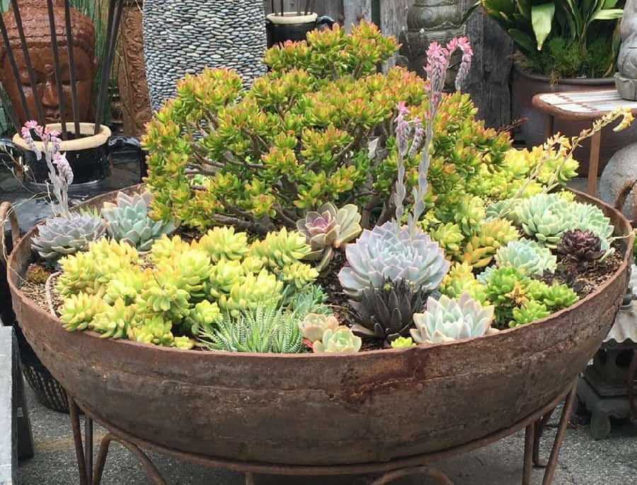 large succulent bowl