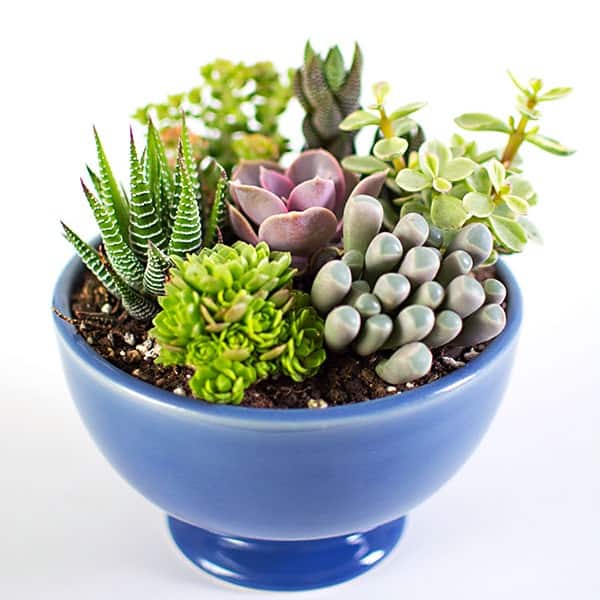 mini succulent bowl