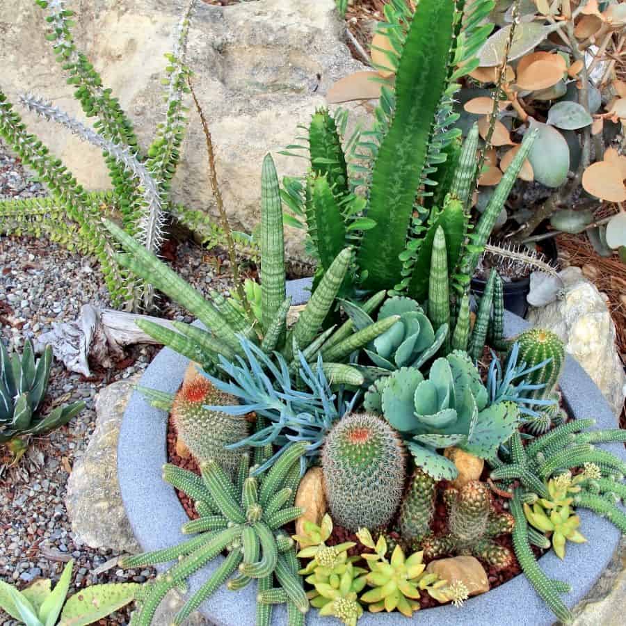 outdoor succulent bowl