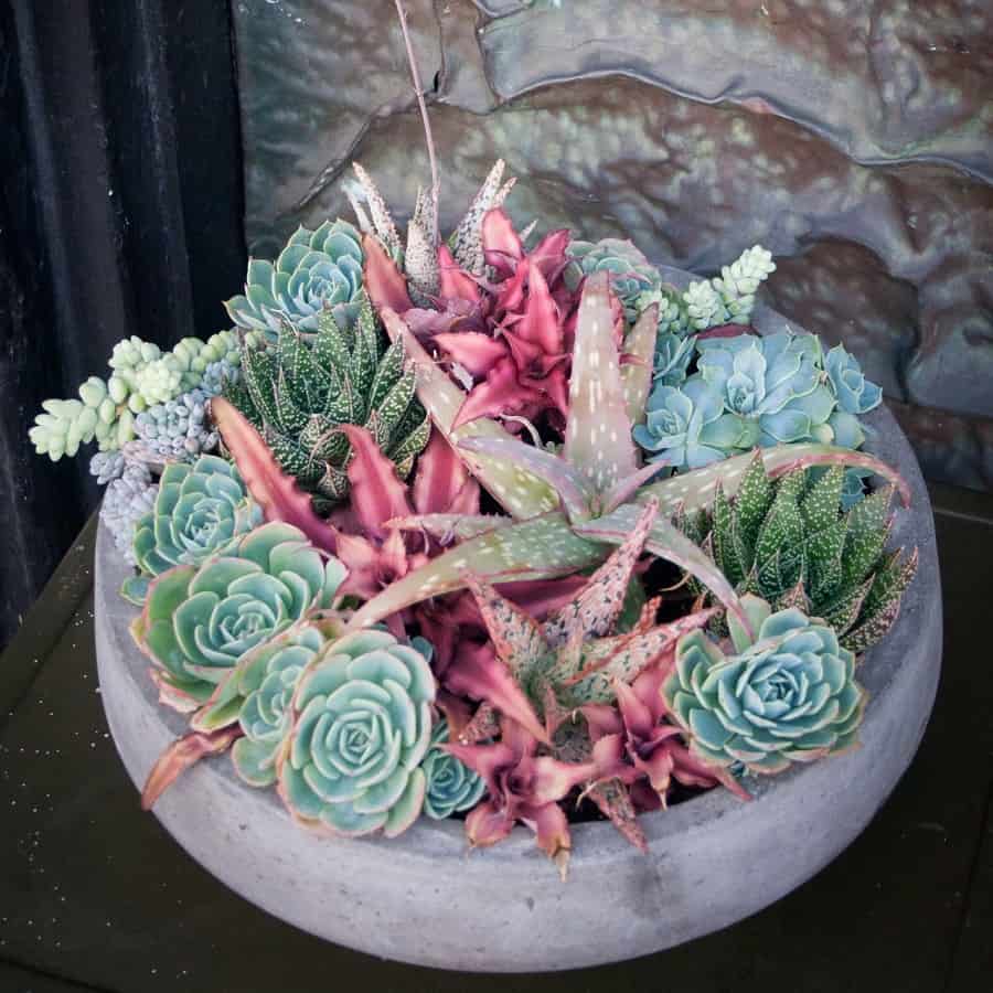 pink and blue succulents in bowl