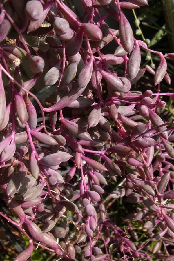 ruby necklace succulent plant