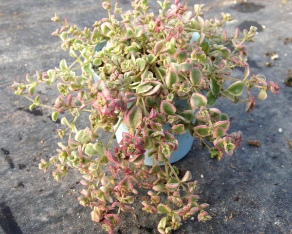 sedum little missy