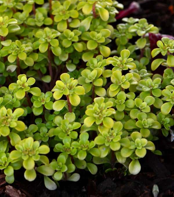 sedum makinoi ogon