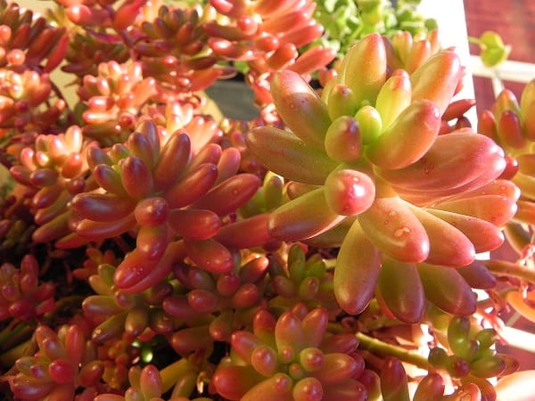 sedum rubrotinctum