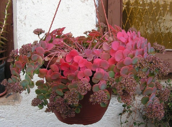 sedum sieboldii