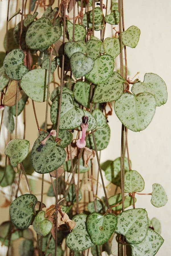 string of hearts hanging succulent