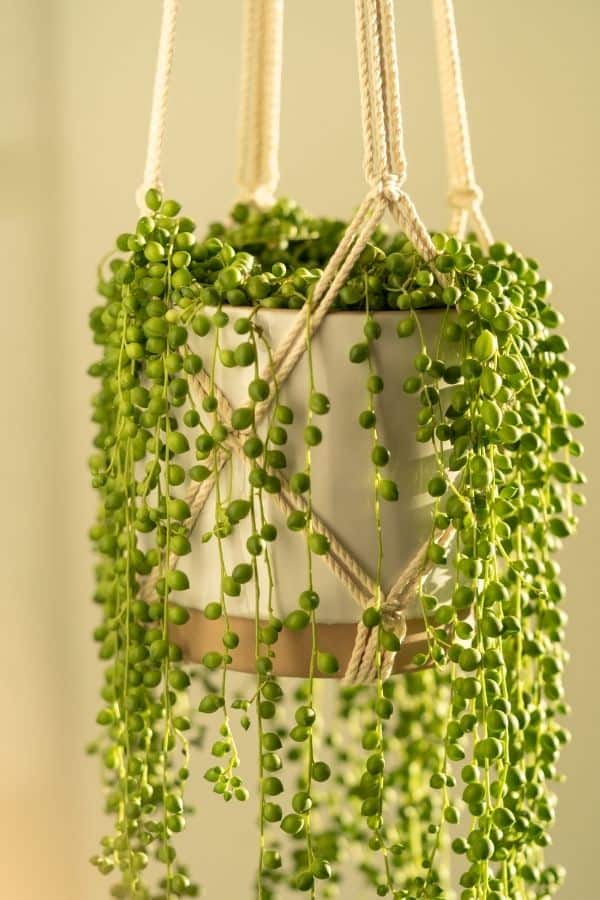 string of pearls hanging