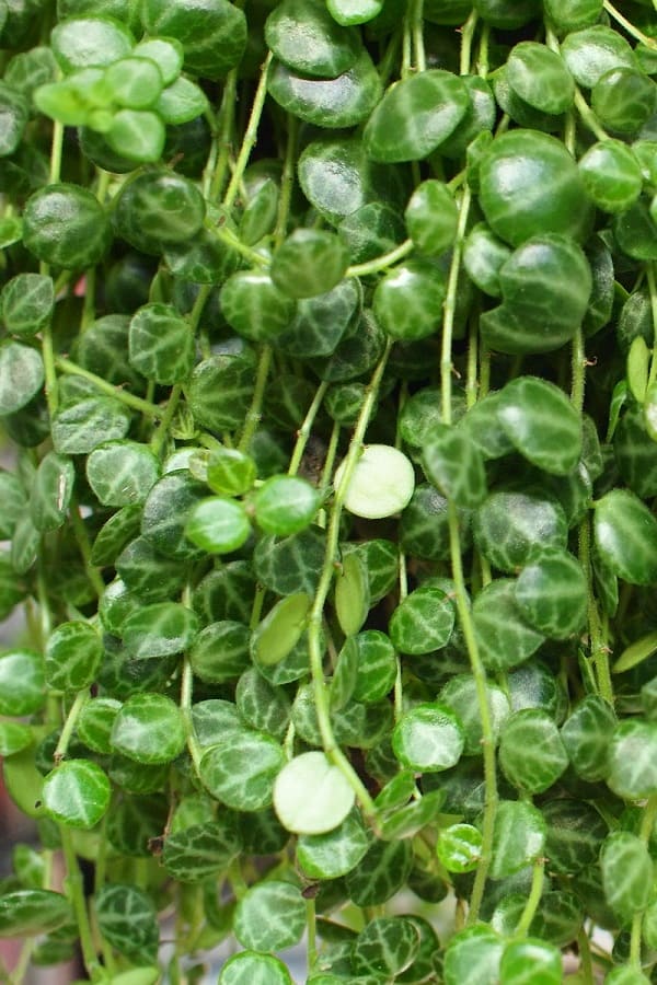 string of turtles hanging succulent plant