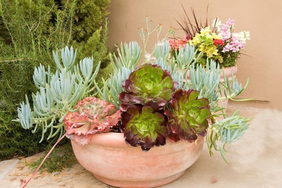 succulent bowl ideas