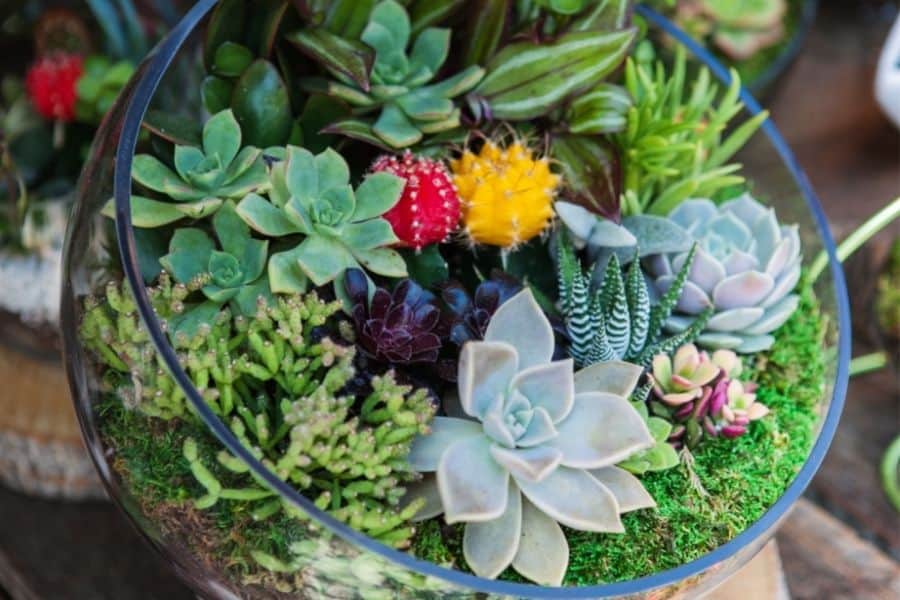 succulent glass bowl