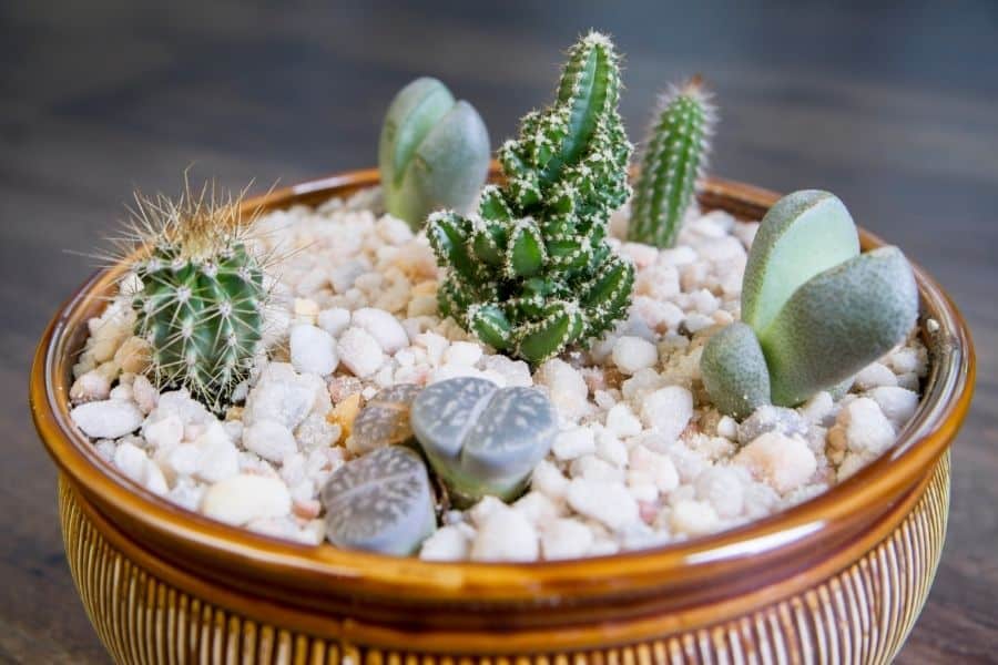 succulents and cacti bowl