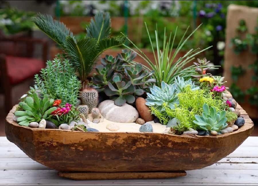 succulents in antique dough bowl