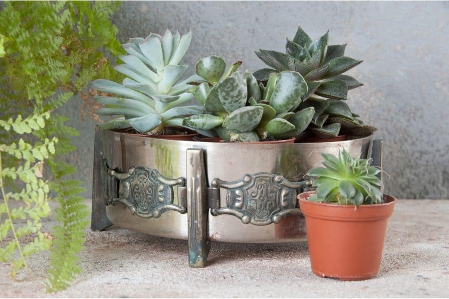 succulents in metal bowl