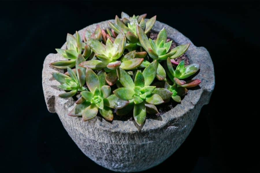 succulents in stone bowl