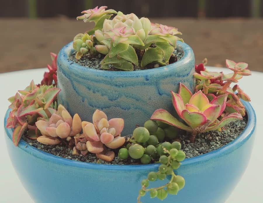 tiered succulent bowl ideas 1