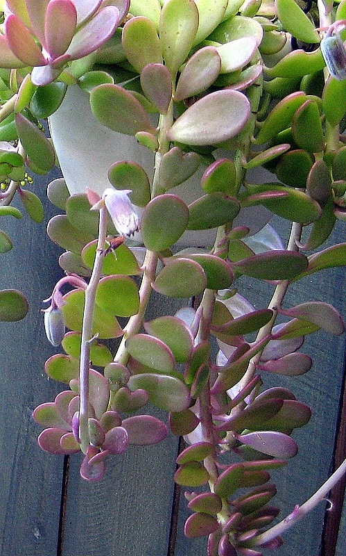 trailing jade succulent