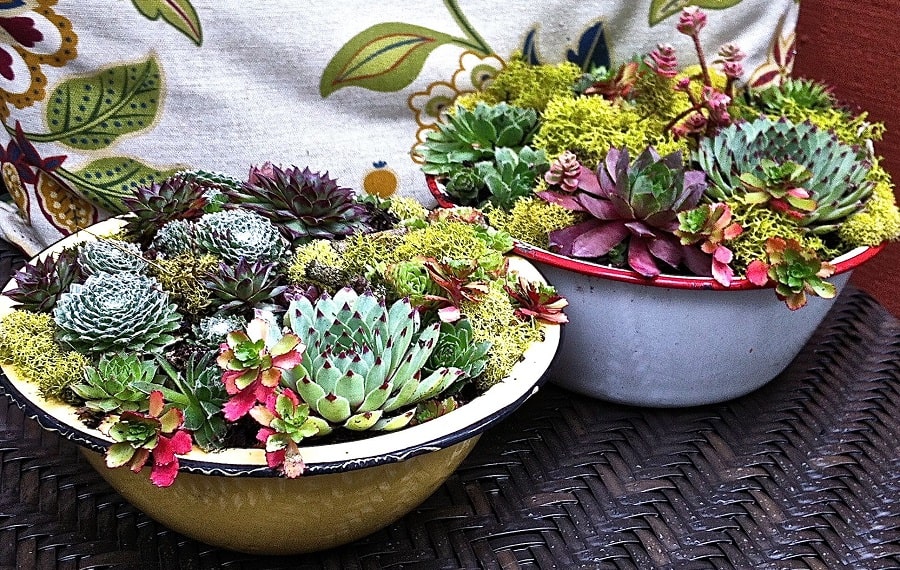 vintage enamelware succulent bowls