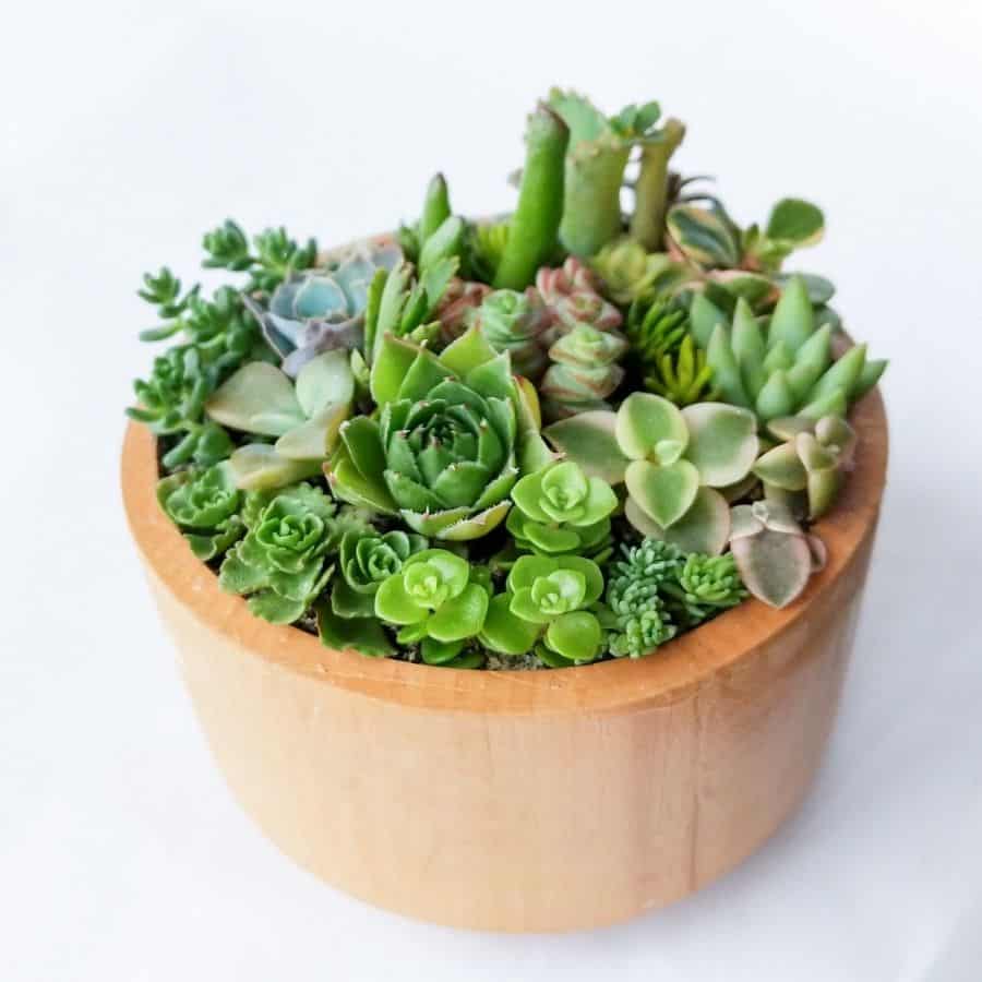 wooden succulent bowl ideas