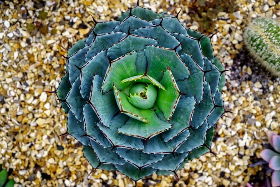 blue succulent plants