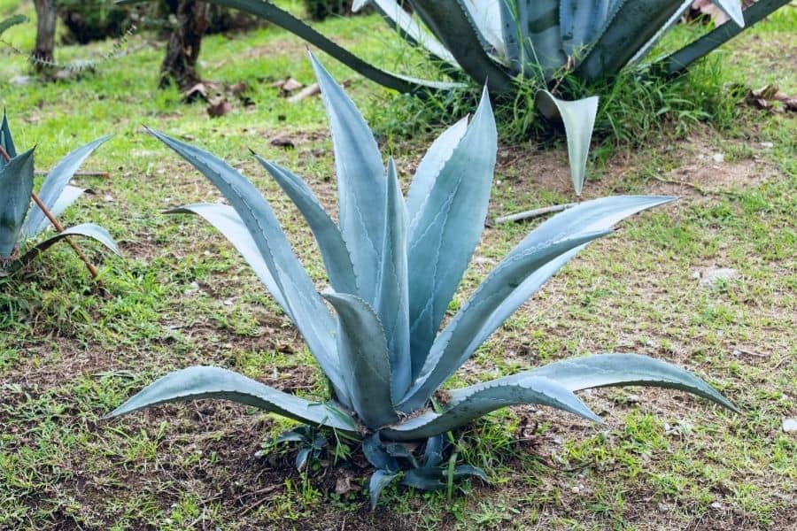 agave tequilana