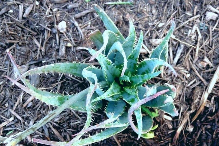 aloe blue elf