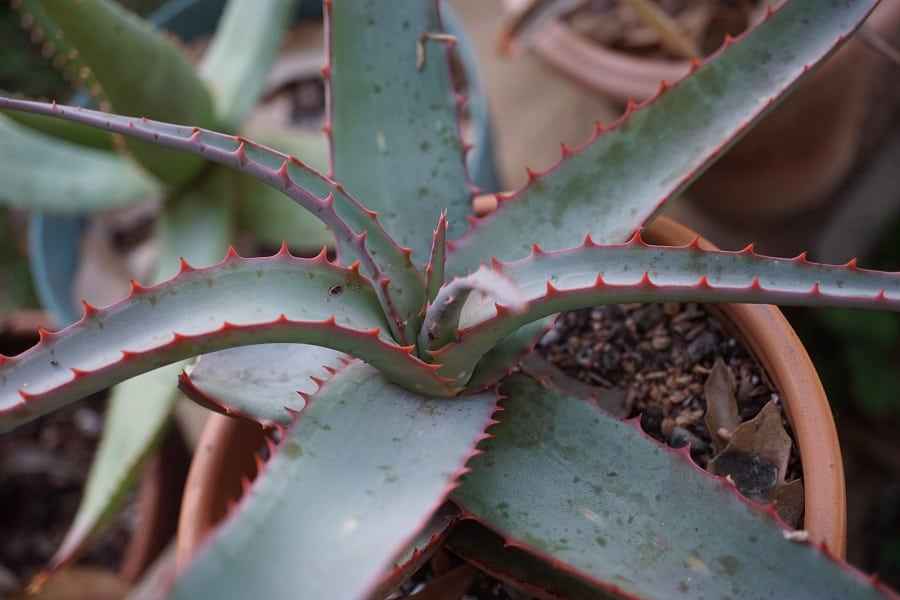 aloe blue sky