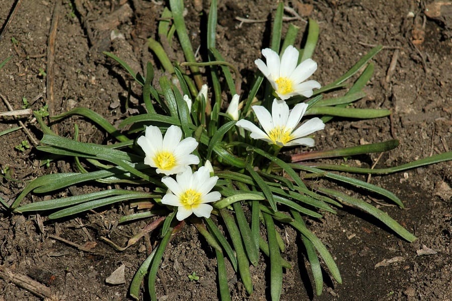 calandrinia affinis