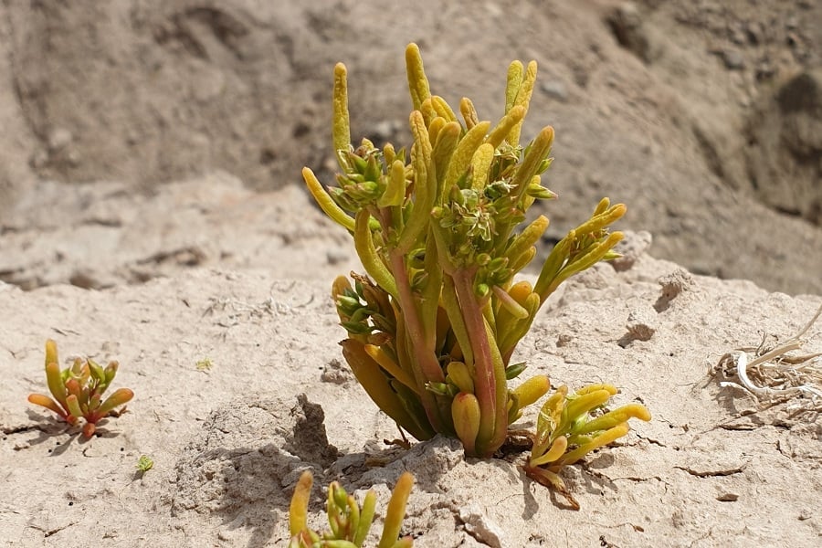 calandrinia ambigua